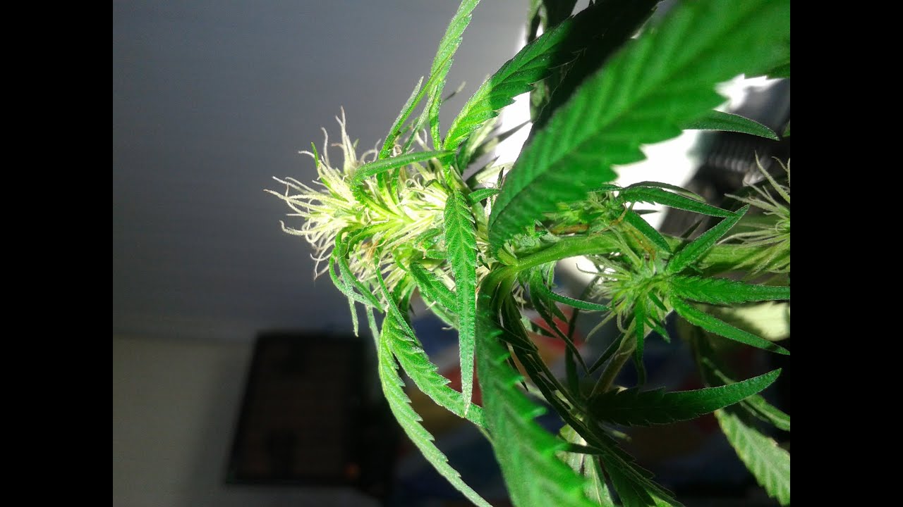 Cannabis com 10 dias de floração 140w Lampada FLOURESCENTE!