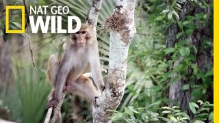 Florida Monkey Business | United States of Animals