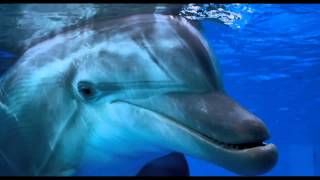 История дельфина 2. Дублированный трейлер (2014) HD