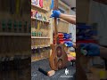 Bringing Wood to Life | Guitar Oil Finish #shorts