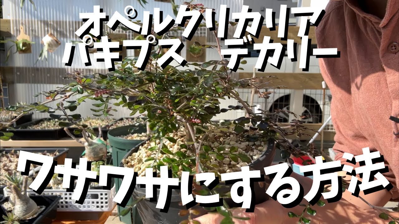 オペルクリカリアデカリー 根挿し 利口 (ミニパキプス風仕立て)