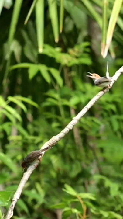 Mikat prenjak kepala merah #birds #prenjak