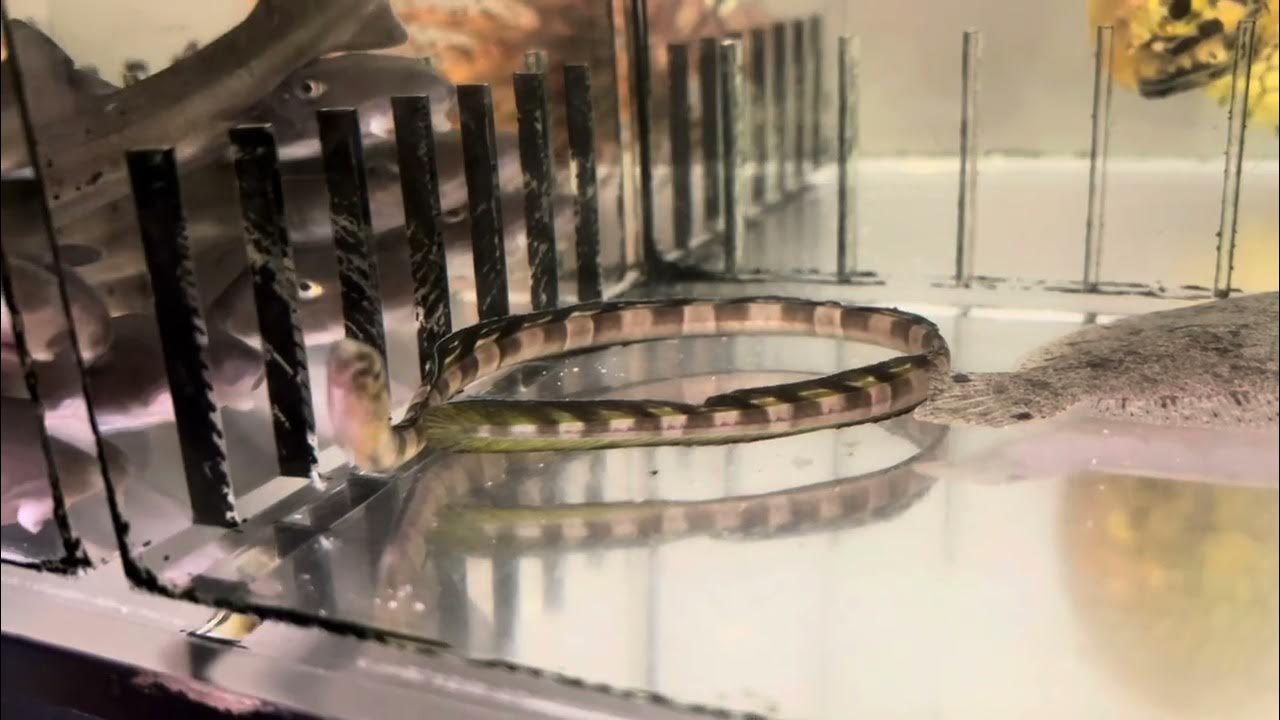 伊豆諸島産 ウナギギンポ(約25cm) YouTube