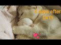 ♥️ 4 Days After Birth | British Shorthair kitten | Cuteness | Video 2019