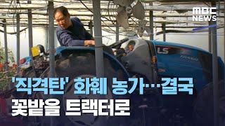'직격탄' 화훼 농가…결국 꽃밭을 트랙터로 (2020.12.30/뉴스투데이/MBC)
