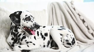 Caring For Your Dalmatian's Eye Health