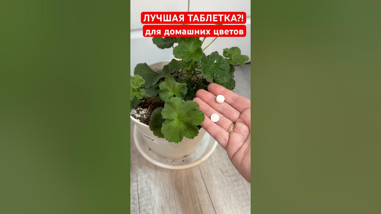 Лучшая таблетка для домашних цветов?! Даже чахлый вмиг оживает #герань ...