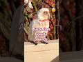 Australian Corella sounds and Call | The Blue-eyed Parrot! #parrot #birdsounds #shorts