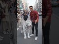 tiger 🐅🐅🐅