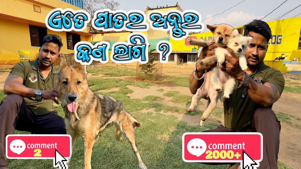 ଏତେ ପାତର ଅନ୍ତର କଣ ଲାଗି  ବେସାହାରା Dog କୁ କେହି ପସନ୍ଦ କଲେ  ନାହିଁ 😭