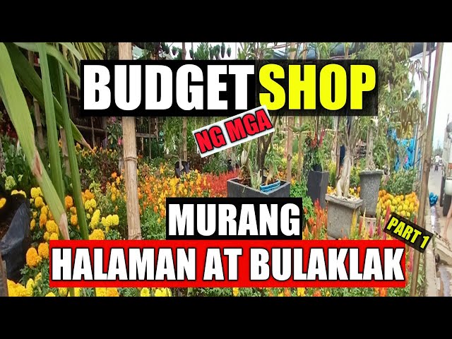 Murang HALAMAN at PANG GARDEN sa Guiguinto Bulacan| BULACAN Edition class=