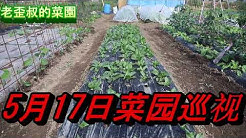 Laowaishu老歪叔 Youtube
