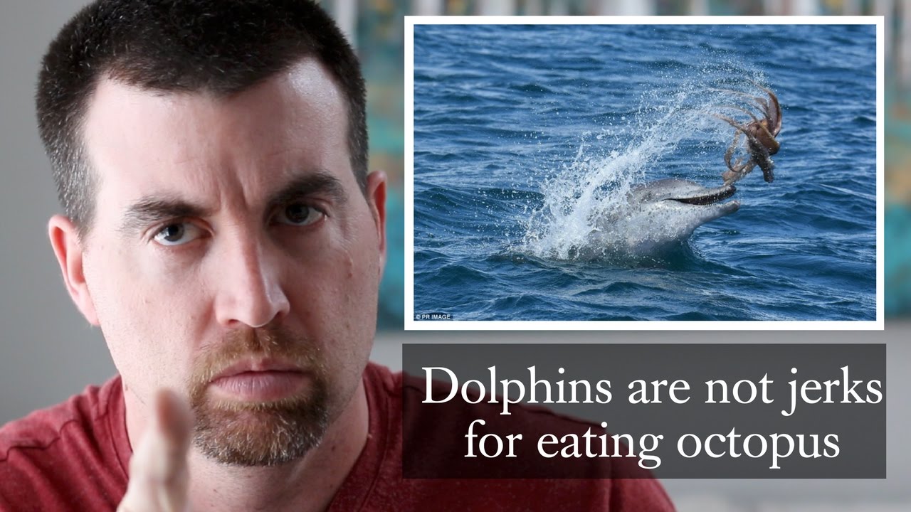 Dolphins Are Not Mean For Eating Octopus