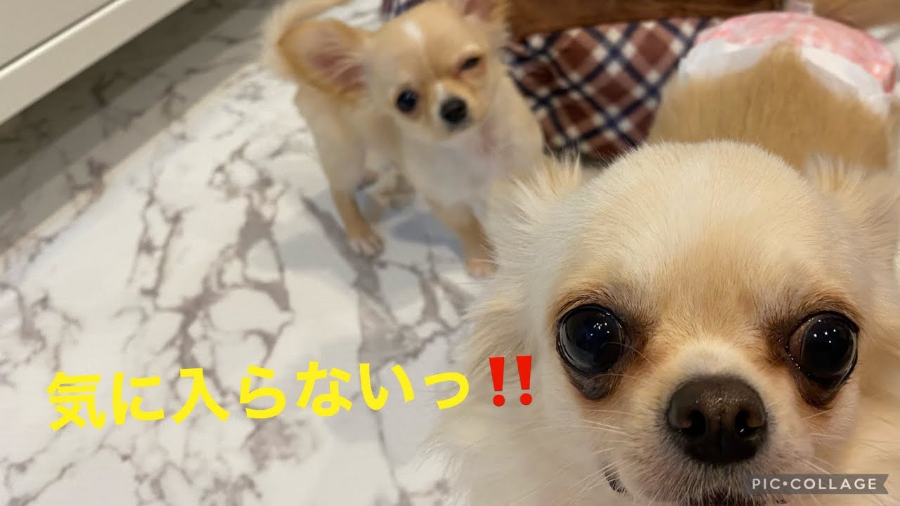 多頭飼い しっくりこなくて気に入らない姉チワワにちびチワワがちょっかいを出してくる Youtube 多頭飼い しっくりこなくて気に入らない姉チワワにちびチワワがちょっかいを出してくる Youtube