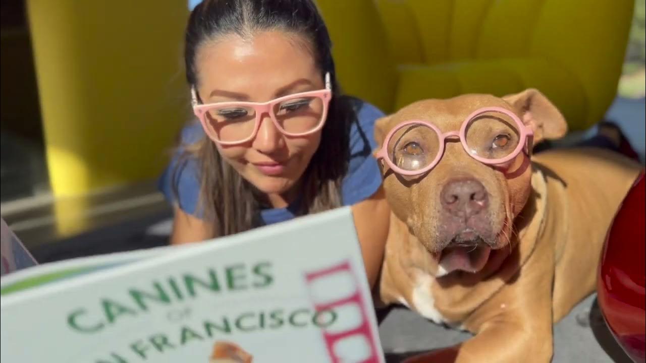 The Story of Lily the dog who spent over 1000 days in a shelter