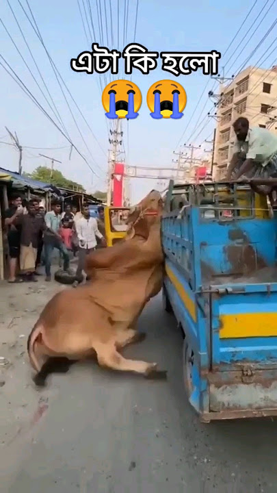 New Qurbani treading song #qurbani #song #qurbanistatus #shorts
