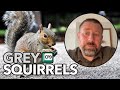 Grey Squirrel Management Planning Beats Guesswork