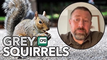 Grey squirrel management | Planning beats guesswork