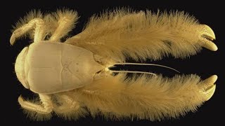 The Yeti Crab Natures Deep Sea Farmer