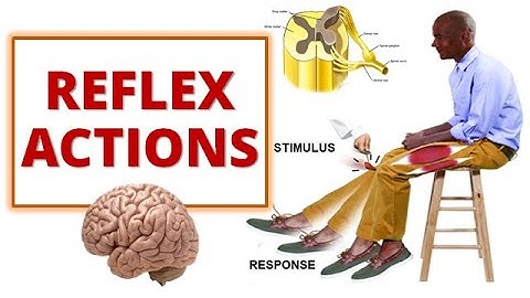 REFLEX ACTIONS| Cranial and Spinal Reflexes