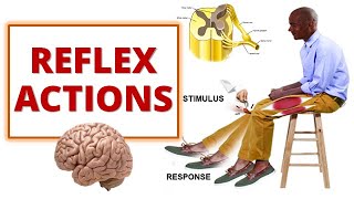 REFLEX ACTIONS| Cranial and Spinal Reflexes