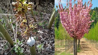 Grafting Cherries on Willow = Sakura. Щеплення Черешні на Вербі. Grafting trees without a drill