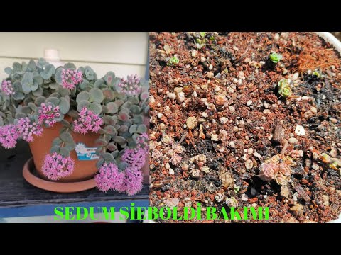 Video: Sedum Bitkilerini Ayırmak - Sedum'u Nasıl ve Ne Zaman Bölmeli
