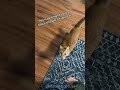 Cats With Voice Filters 😹. #funny #ytshorts #tiktok #memes #core #cat #voiceeffects