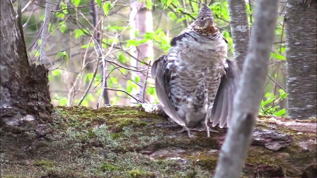 The Male Ruffed Grouse "The Drums Of Spring" (Part 2) YouTube