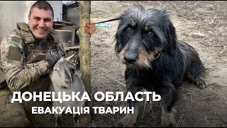 ДОНЕЦЬКА ОБЛАСТЬ | Як виживають тварини у прифронтових містах | Евакуація тварин