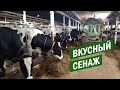 Раздача сенажа резчиком рулонов в ООО Дубровинский