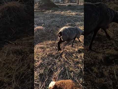 боднула корова #деревенскаяжизнь
