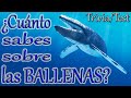 ¿Cuánto sabes de las BALLENAS? Trivia/Test