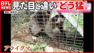【捕獲】ワナにアライグマ  かわいらしい見た目と違い…“どう猛”な特定外来生物  熊本市