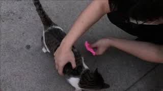 BUBBLEGUM WAS STUCK IN THIS CAT'S FUR! by French Stevey 193 views 3 years ago 1 minute, 10 seconds