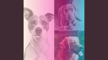 Pulsating Backdrops for Keeping Dogs Soothed