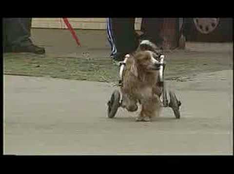 Amazing Dogs on Wheels