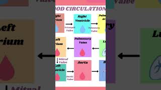 blood circulation #medicaleducation #anmnursing #chemistry #nursingstudents