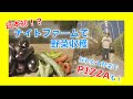<日本初!?>京都市内のナイトファームで野菜収穫体験はいかが?【とっておきの京都】