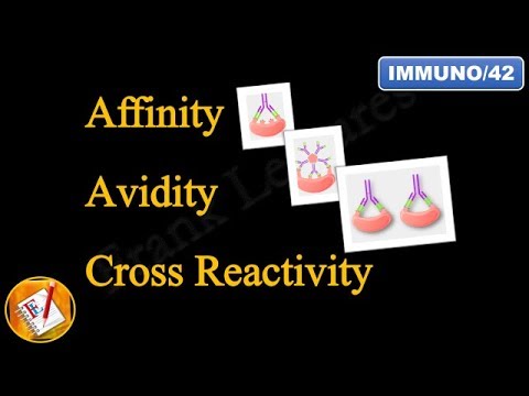 Video: Avidity сөздү сүйлөмдө кантип колдонсо болот?