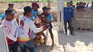 Pisang emas.! Kerapan sapi HUT Bintang timur/ajang silaturahmi di lapangan asam manis Pamekasan 