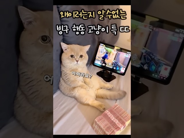 왜이러는지 도무지 알 수 없는 고냥이 특 ㄷㄷㄷ