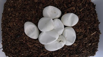 Gopro Hero4 Session Ball Python Eggs Hatching Timelapse