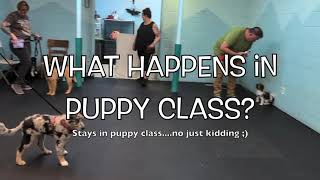 What Happens in Puppy Class