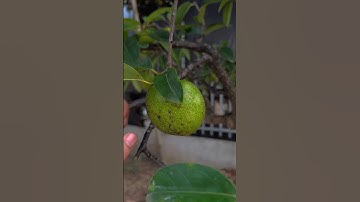 Rất Nhiều Người Không Biết đây là cây gì! Kể cả tôi #caytrong #caycanh #trongcay #synguyen