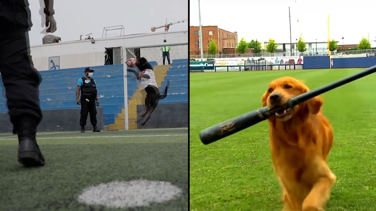 Animals Who Wanted to Play Sports