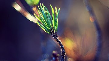 الله يَبدَثأ الخلق ثم يعيدُهُ ثم الِيه تُرْجَعُونَ ⓫ [الروم]  {تلاوة مميزة} القارئ [عبد الله الموسى]