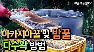 밤꿀 많이 채밀하는 방법 #양봉 #양봉기술 #양봉비법 #양봉정보 #밤꿀