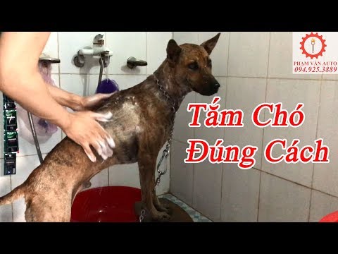 Video: Cách tắm cho chó lớn sợ nước