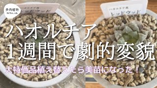 【多肉植物#101】最終処分品のハオルチアがたった1週間で美苗になった！！！